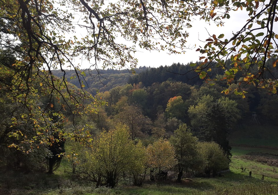 5,4 Kilometer Rundweg macht Rauenthals Landschaften zugänglich 5,4 Kilometer Rundweg macht Rauenthals Landschaften zugänglich