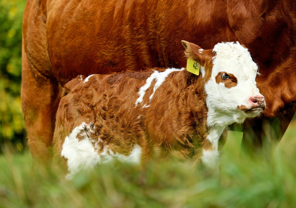 Blauzungenvirus BTV‑8: Sperrzone erweitert – Rheingau‑Taunus-Kreis gehört nun dazu, Nachweis dort fehlt