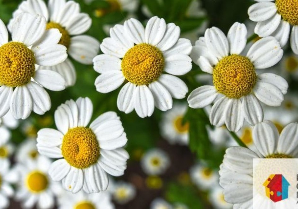 Blumengestecke gestalten im Mehrgenerationenhaus Eltville am 9. Juli