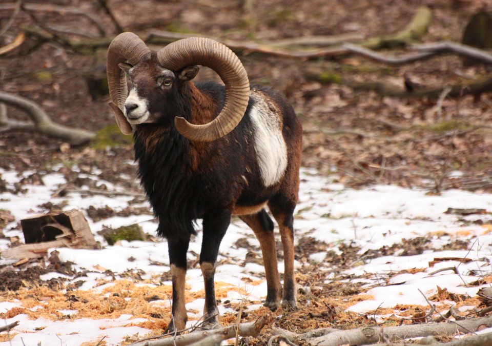 Familienführung in der Fasanerie erklärt Strategien wildlebender Tiere für den Winter