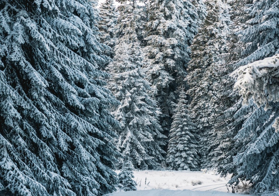 Forstamt Rüdesheim bietet Verkauf von regionalen Weihnachtsbäumen im Wald an Forstamt Rüdesheim bietet Verkauf von regionalen Weihnachtsbäumen im Wald an