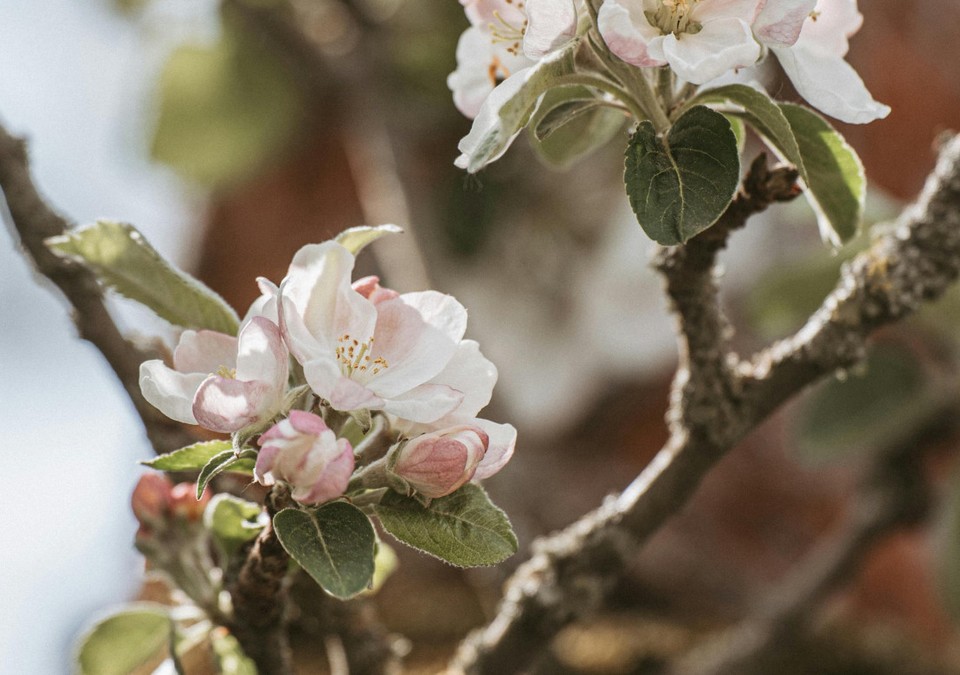 Naurod: Verkehr wird während Äppelblütefest vom 8. bis 11. Mai umgeleitet