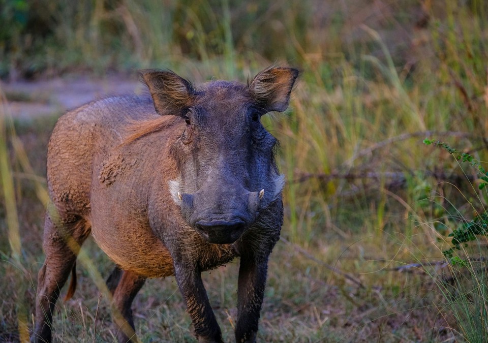 Rheingau-Taunus-Kreis: Ein Jahr nach dem ersten ASP-Fund keine neuen Nachweise