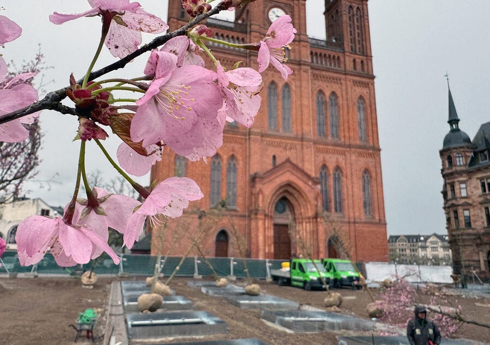 Schlossplatz in Wiesbaden: 24 Bäume mit unterirdischer Bewässerung sollen Bestand sichern Schlossplatz in Wiesbaden: 24 Bäume mit unterirdischer Bewässerung sollen Bestand sichern